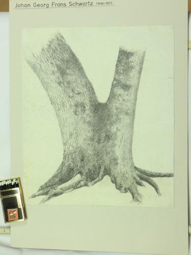 Frans Schwartz Zeichnung antik Baum Baumstamm Studie