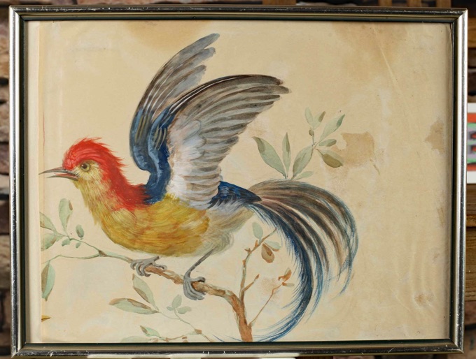 antikes Aquarell exotischer Vogel Paradiesvogel old watercolor bird